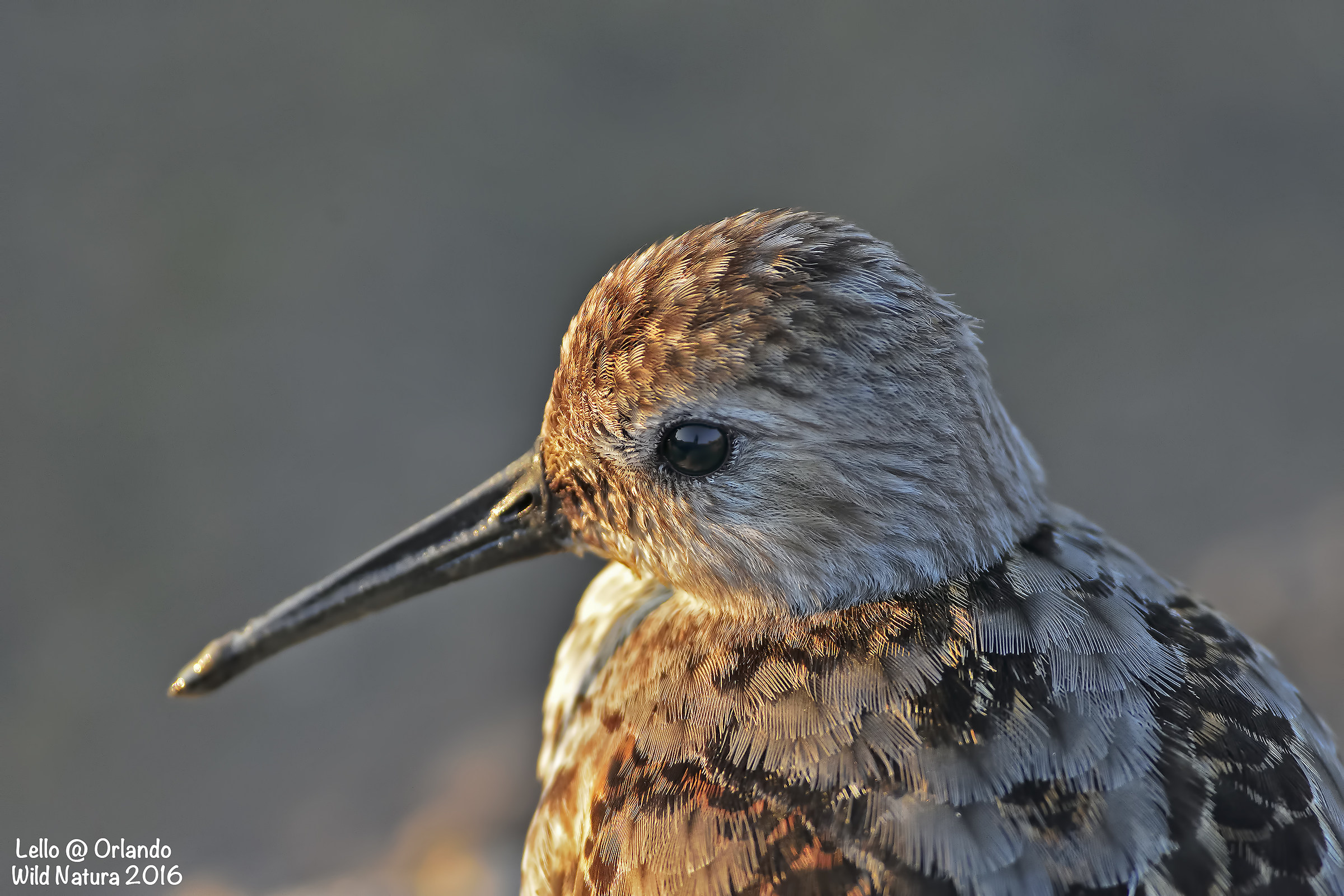 Sandpiper Black Belly! Portrait No Crop