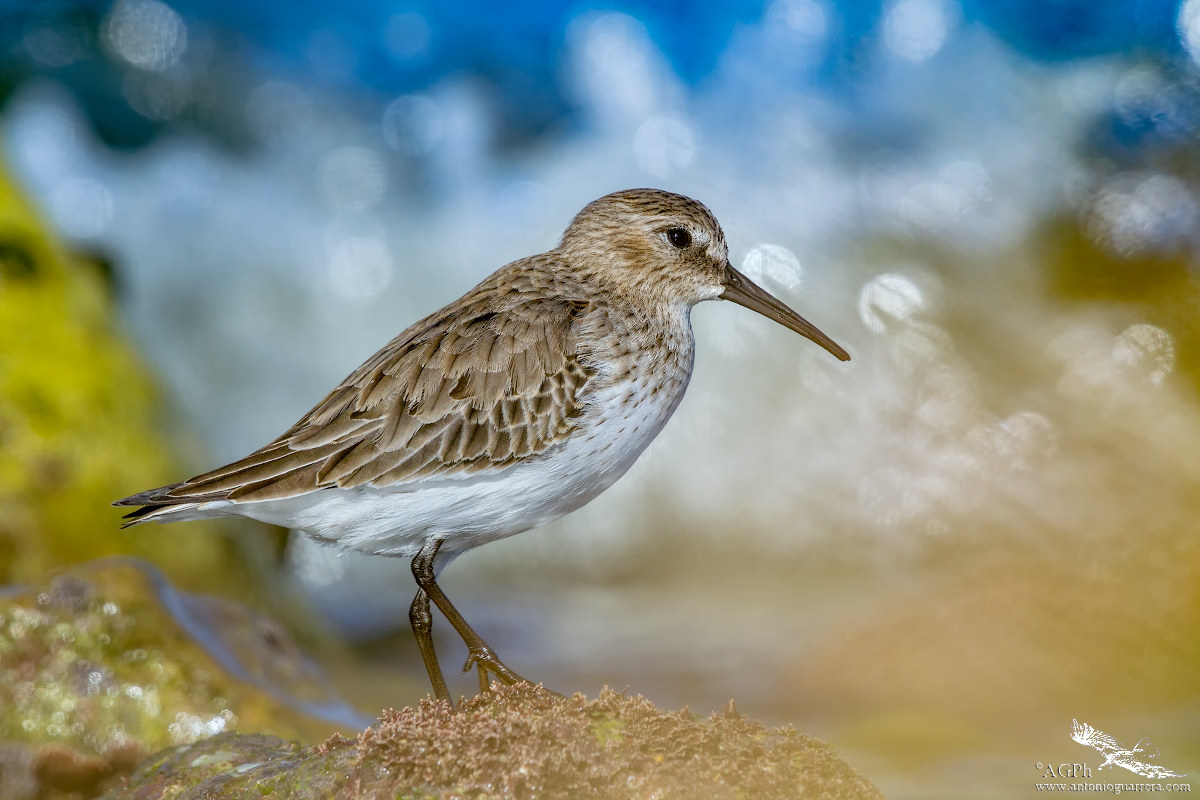 dunlin