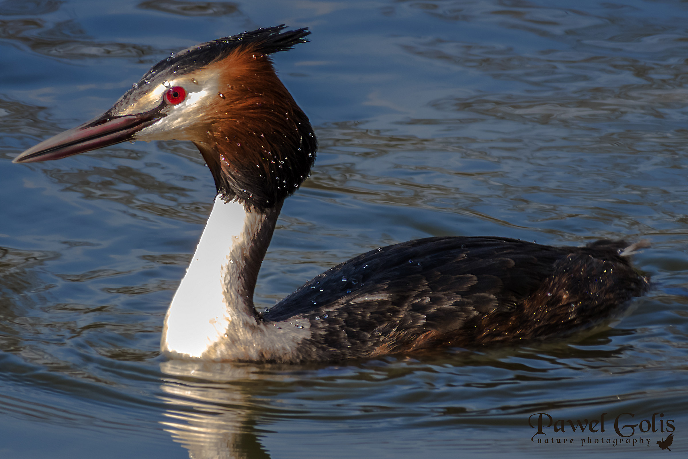 Grebe
