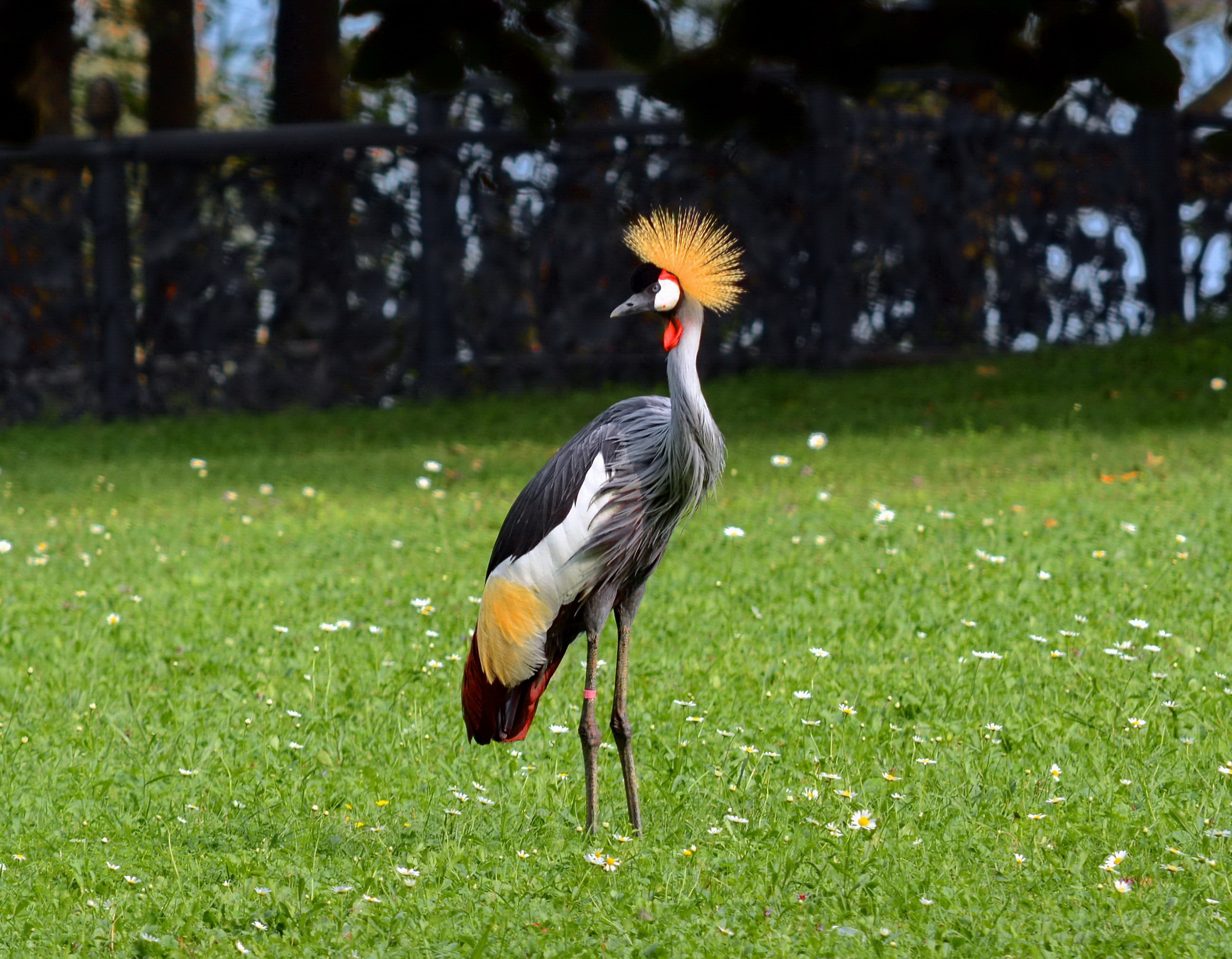 is not the usual cranes