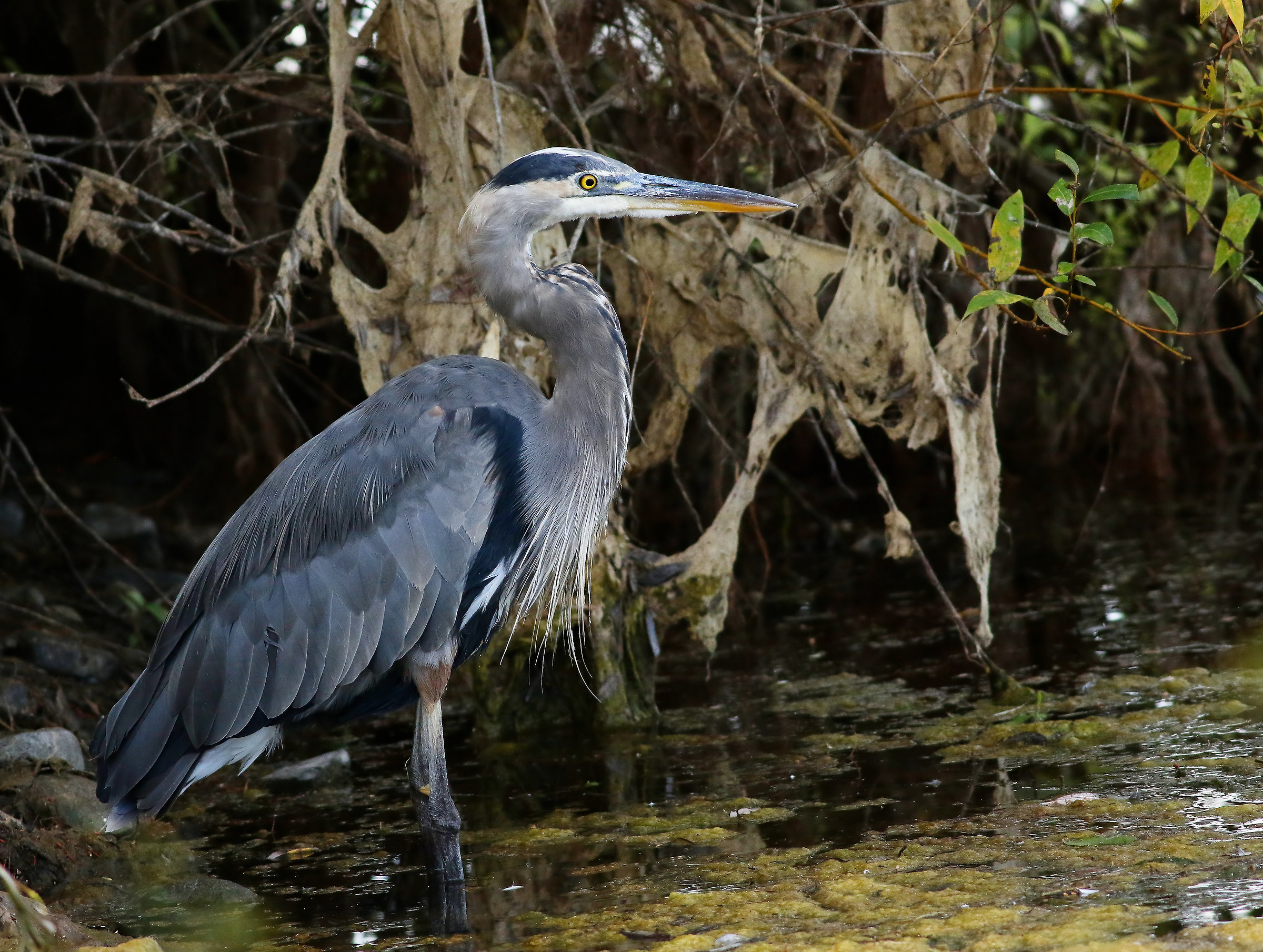 Nel bel mezzo di esso
