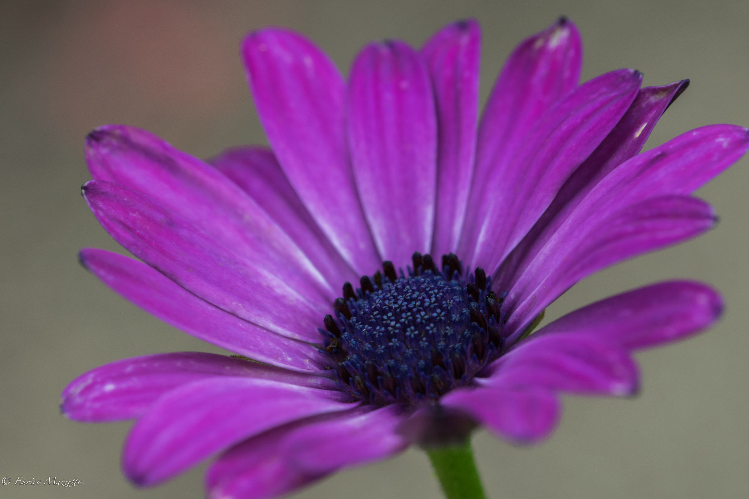 Wandering through the Botanical Garden of Padua