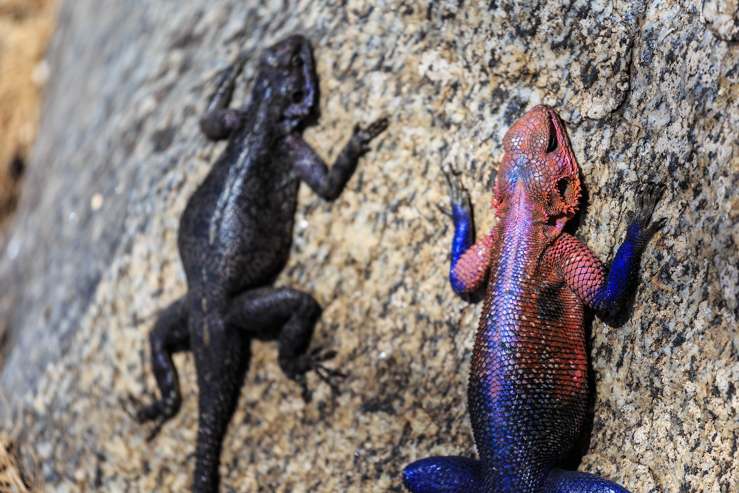 l'ombra di se stesso