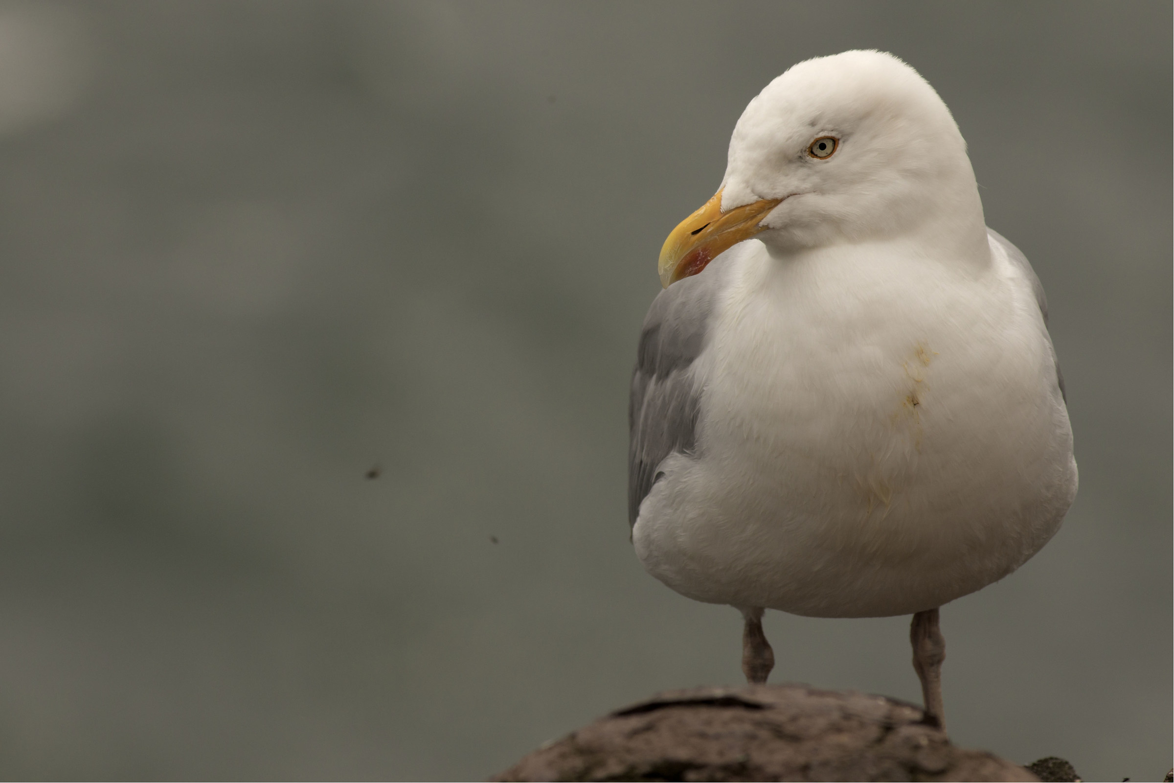 Seagull