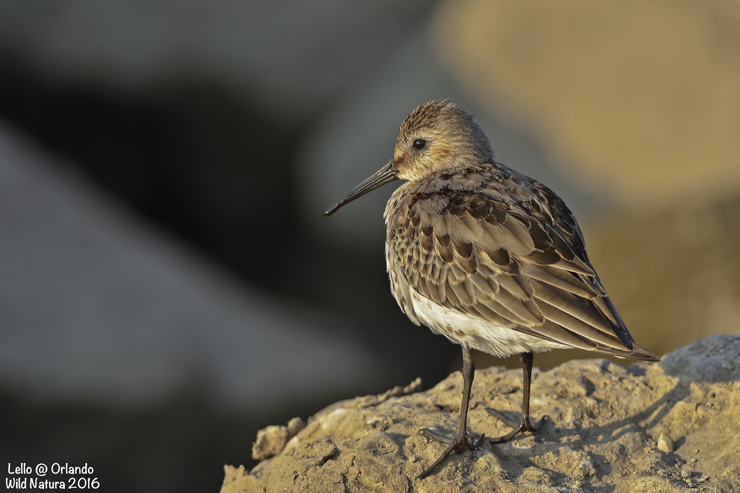 Sandpiper Black Belly! Breaking Lights