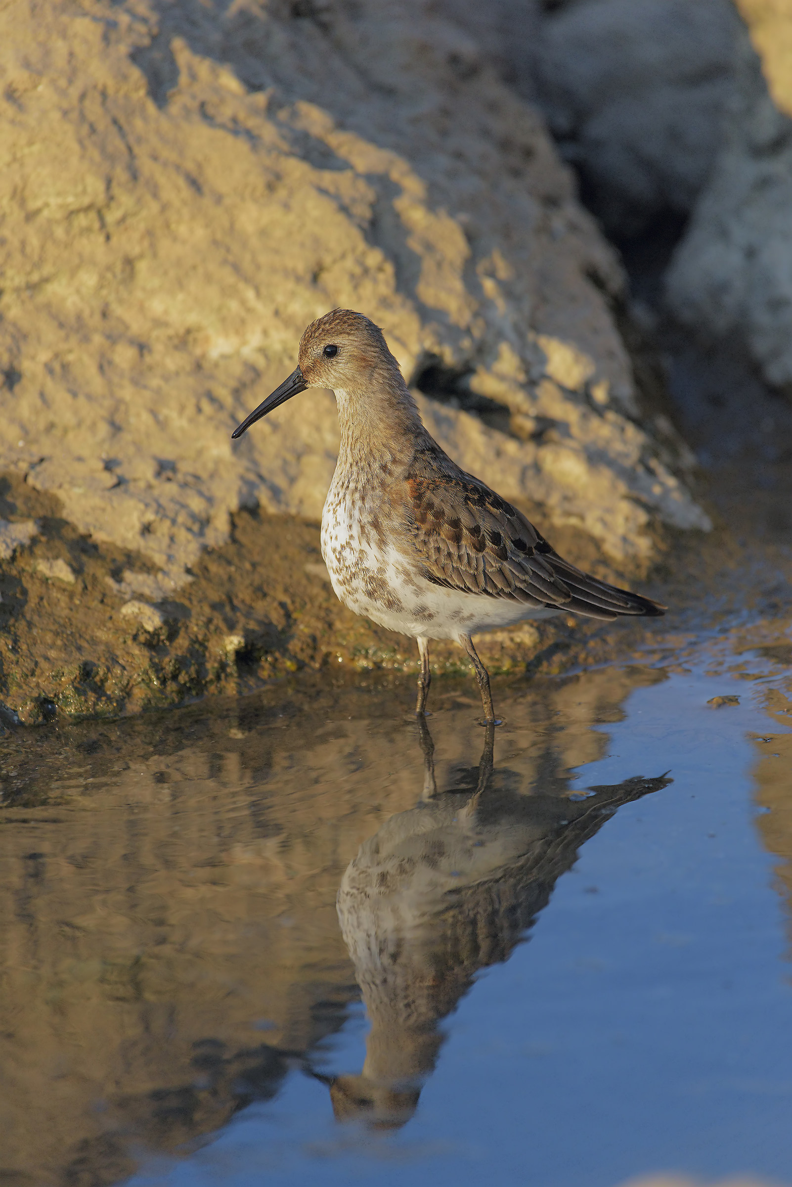 reflected or not reflected this is the problema..rifletto!