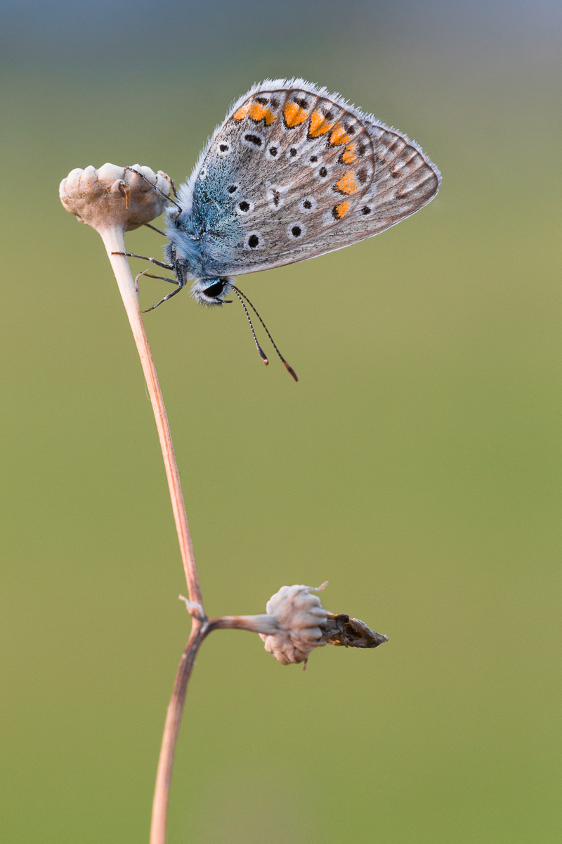 Polyommatus icarus ...
