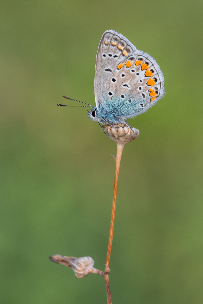 Polyommatus icarus ...