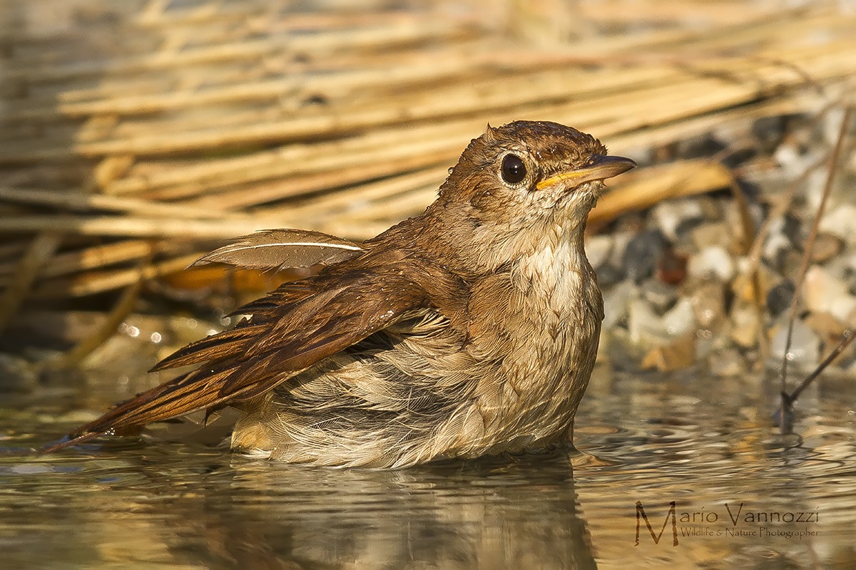 Il bagno dell'Usignolo