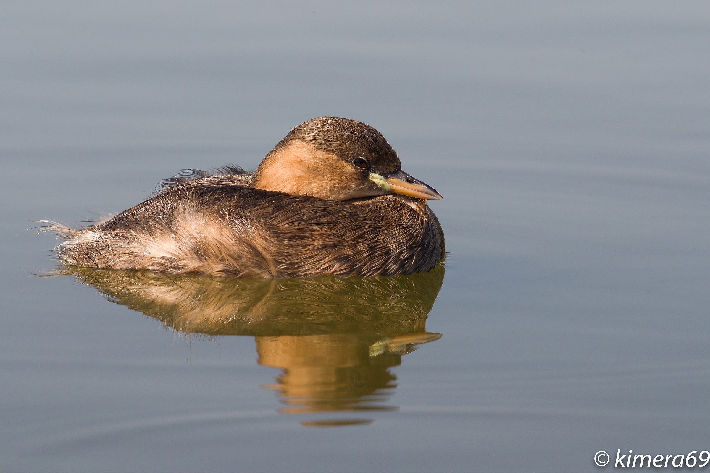 Tachybaptus ruficollis