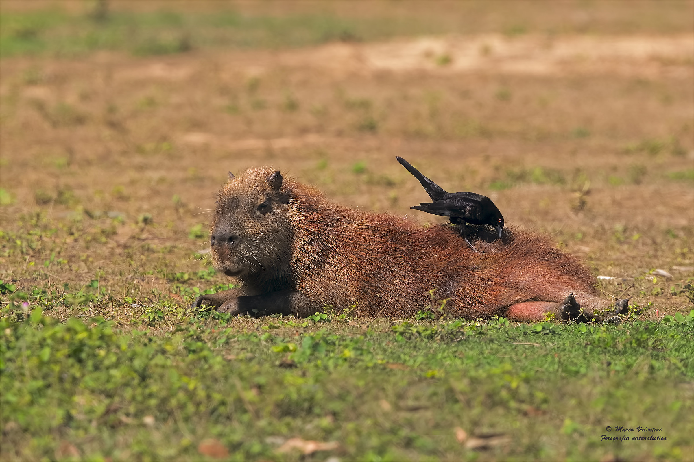 Capybaras and Cowbird