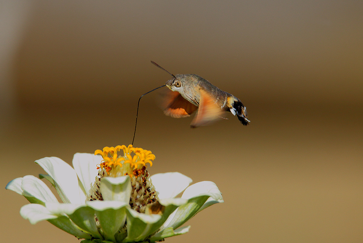 the flight of the sphinx