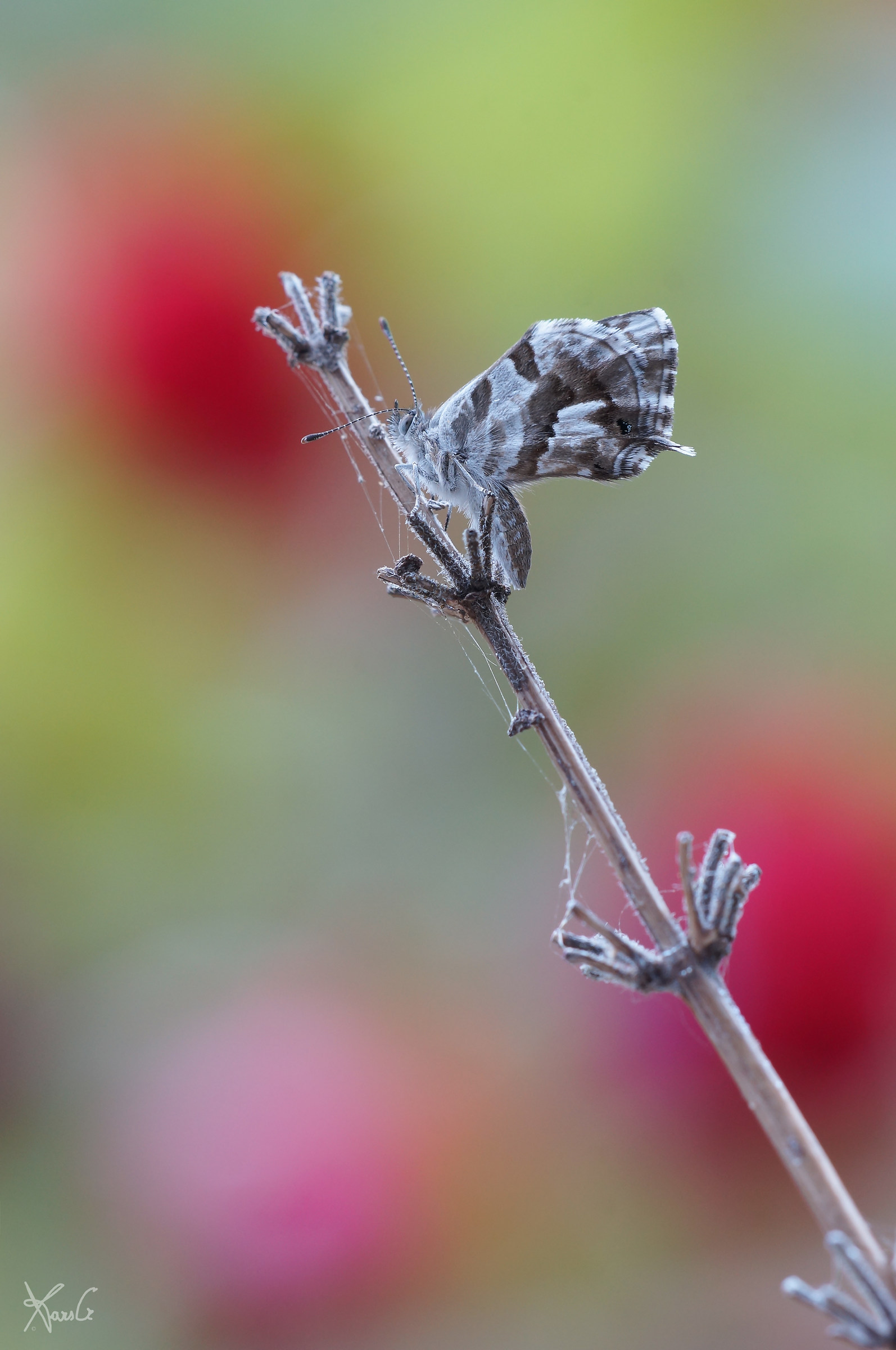 The marshalli of my house