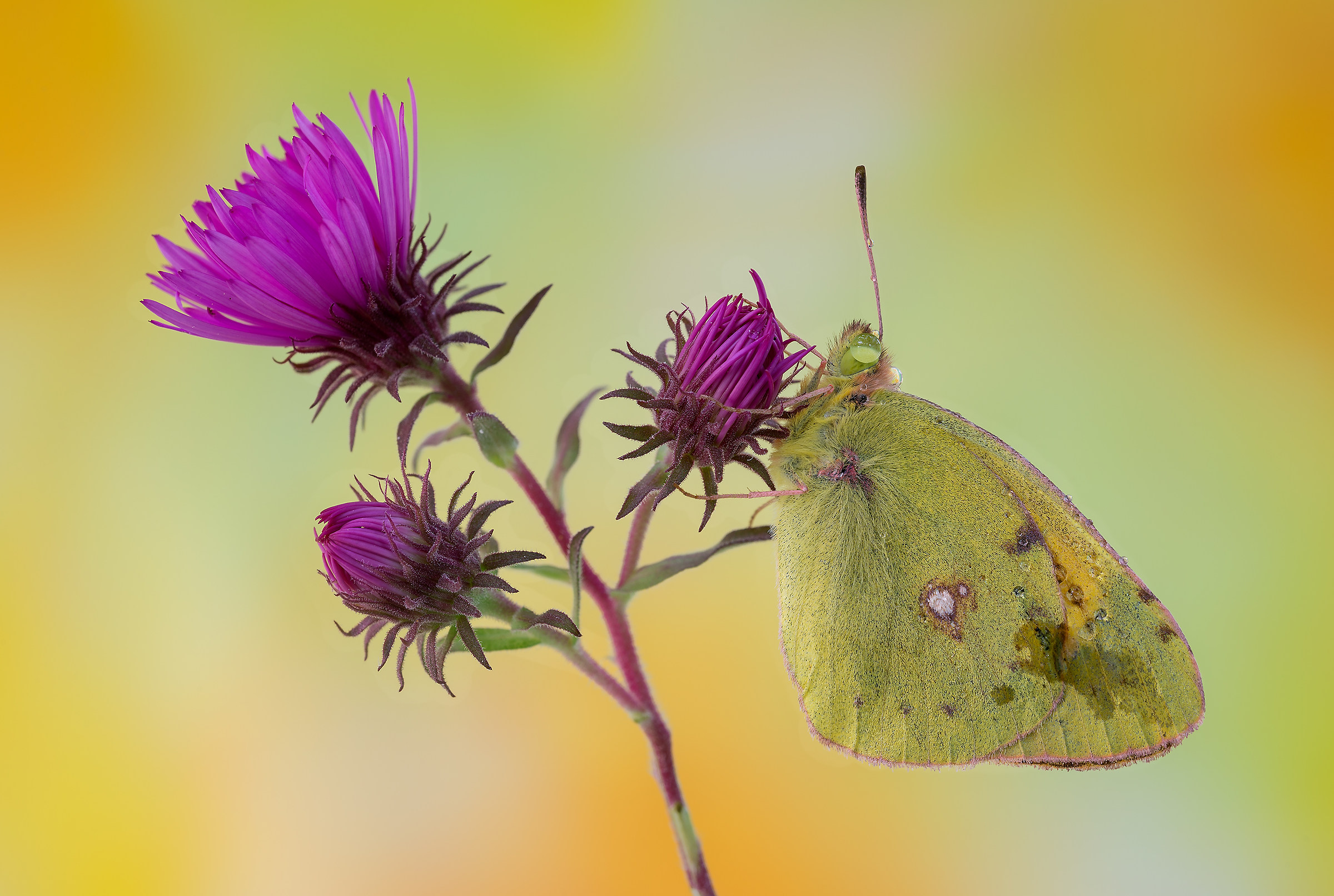 Color colias