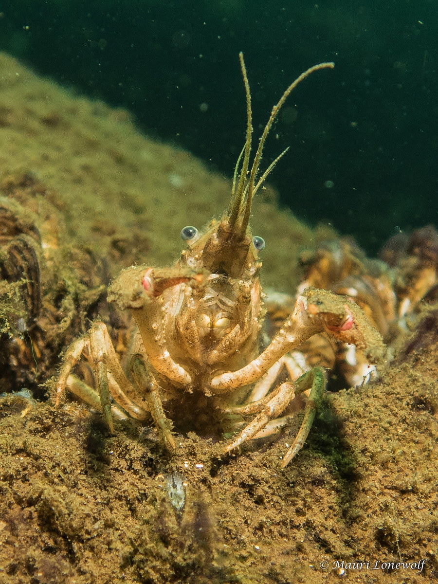 American crayfish