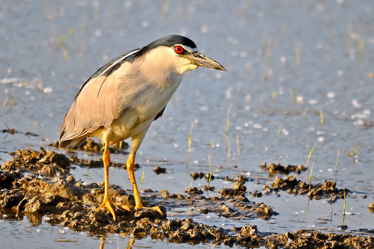 Night Heron in paddy