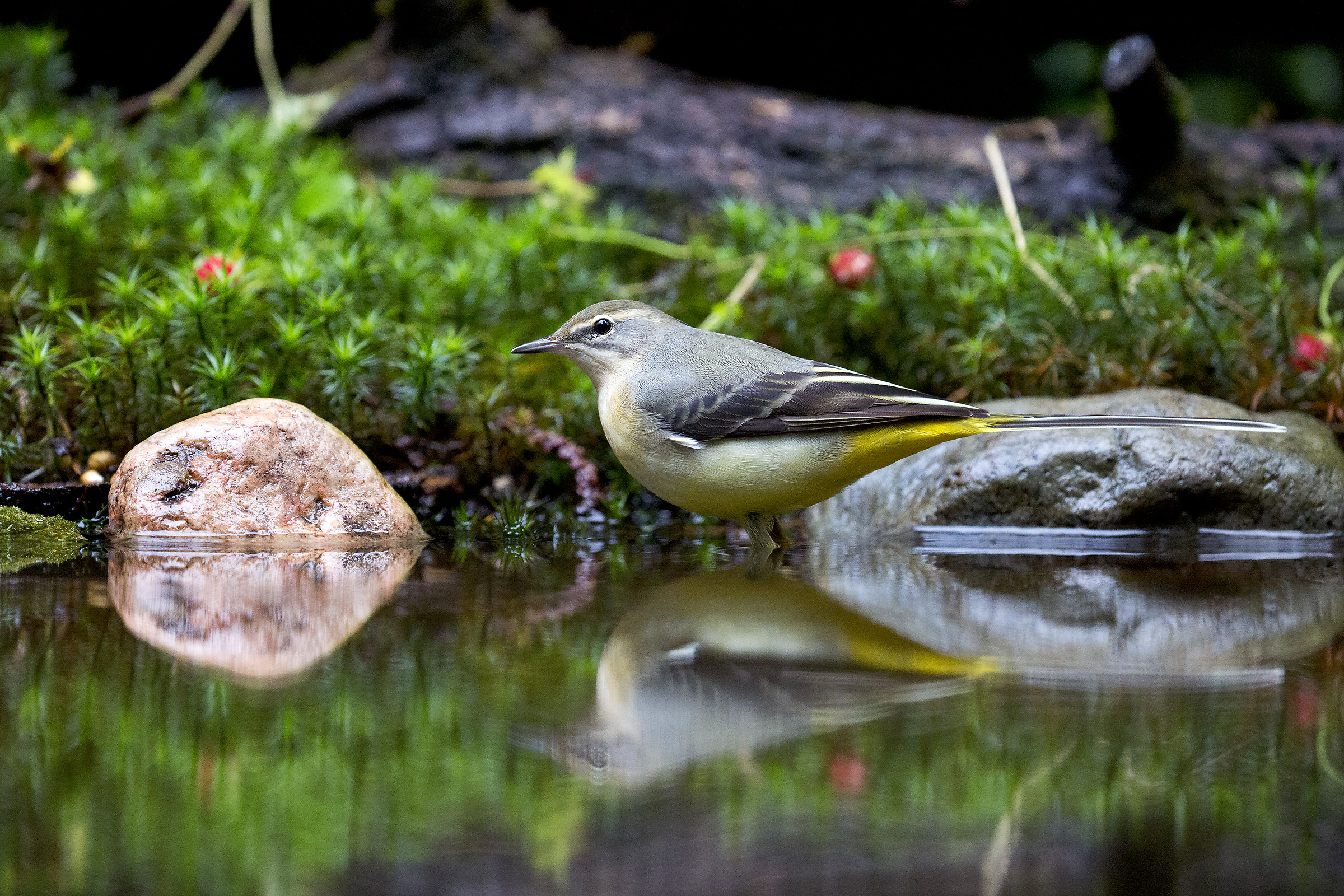 Dancer in search of food