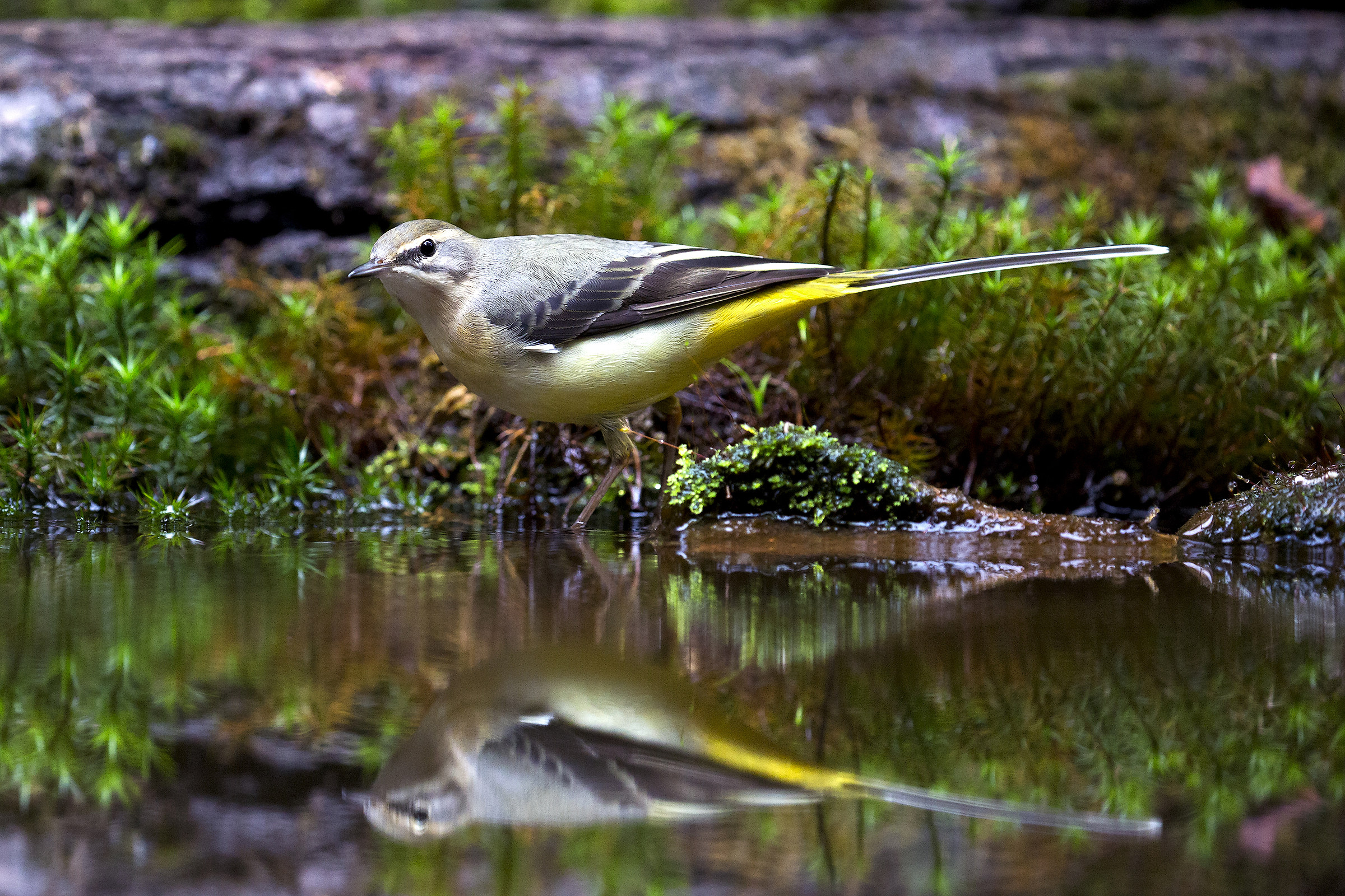 New host to the shed