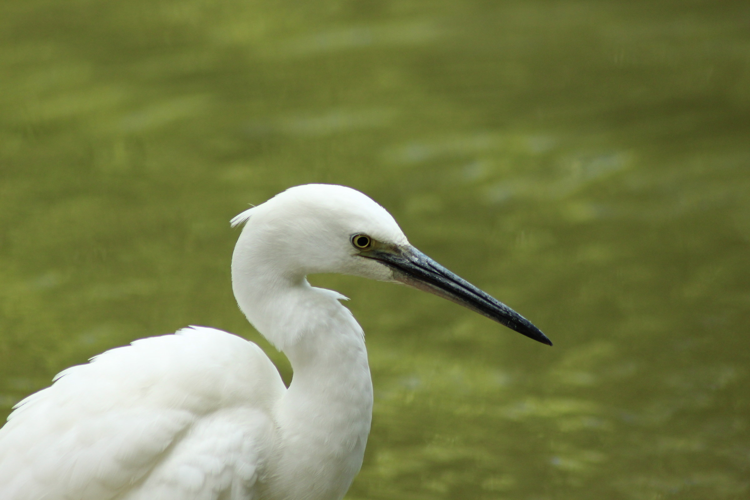 egret