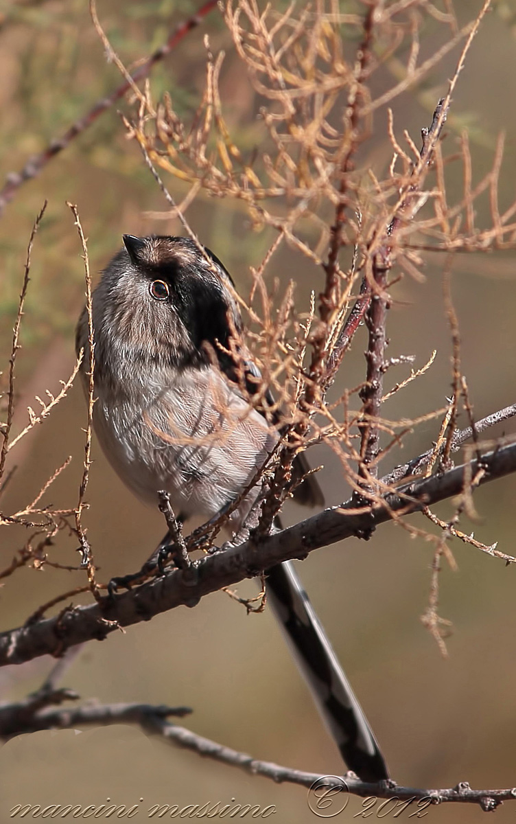 Long-tailed Tit (Aegithalos caudatus)