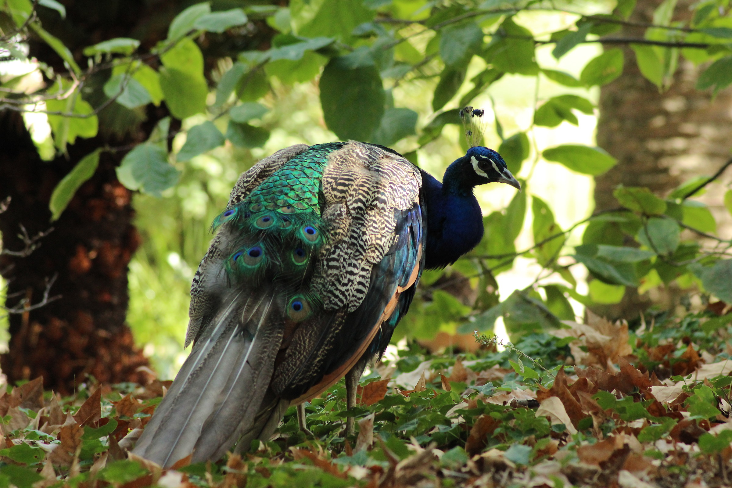 Peacock (Pavo cristatus)
