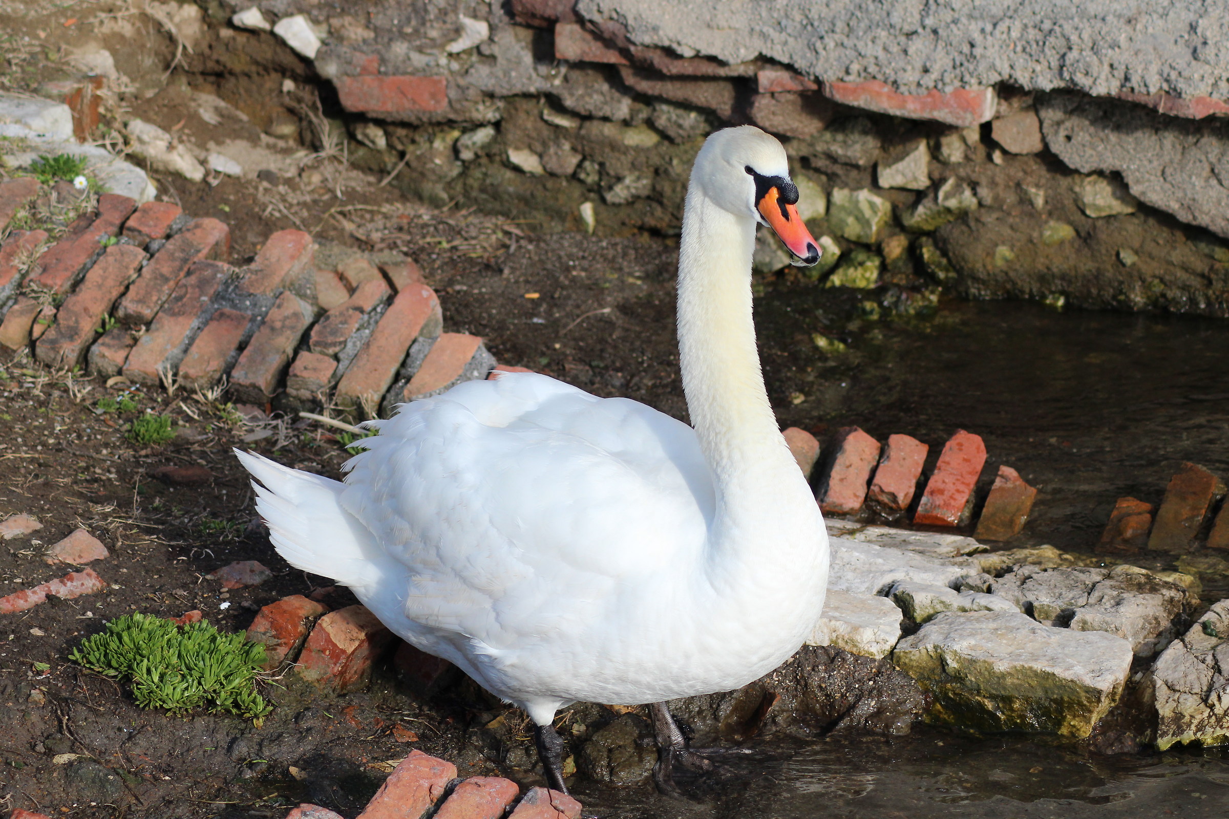 Mute Swan (Cygnus olor)