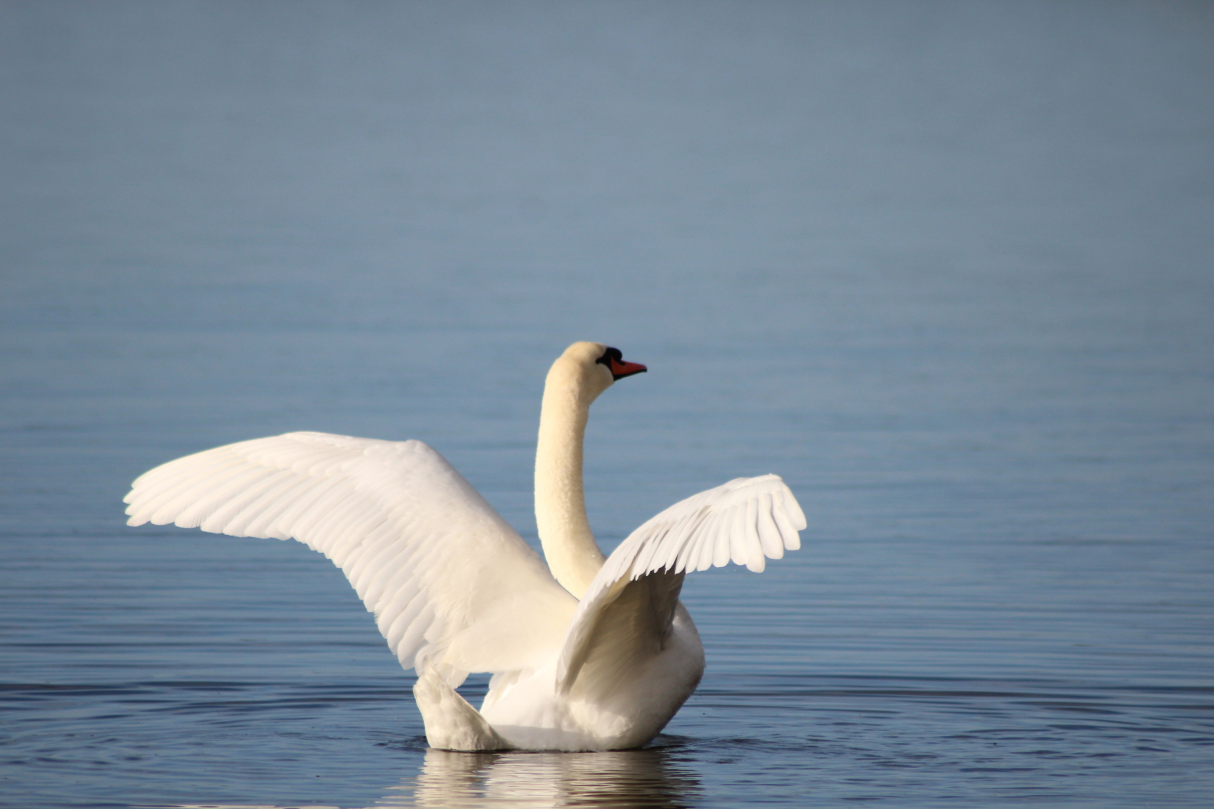 Mute Swan (Cygnus olor)
