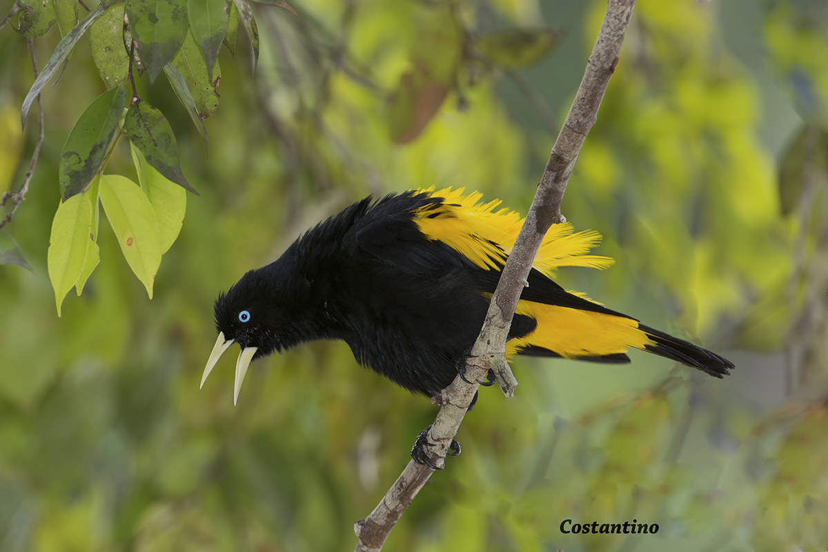 Cacique de lomo amarillo (Cacicus hides)