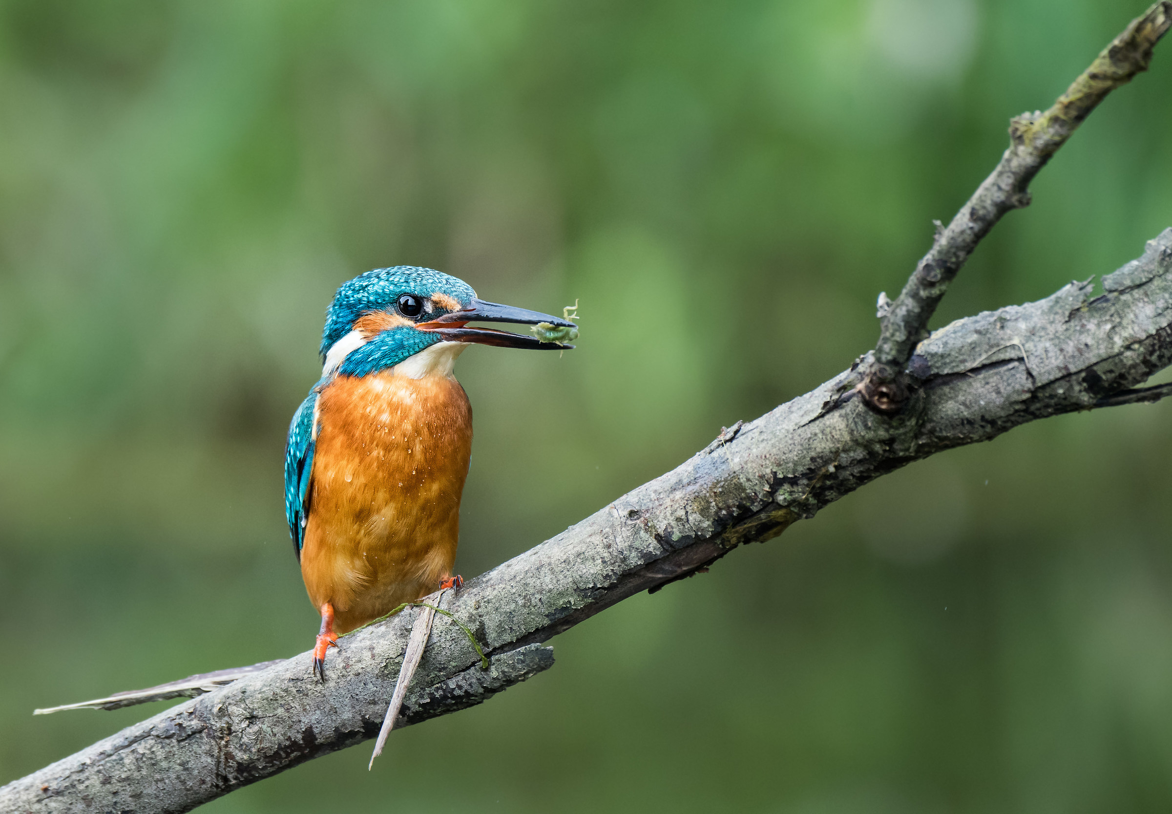 Martin pescatore con grillo