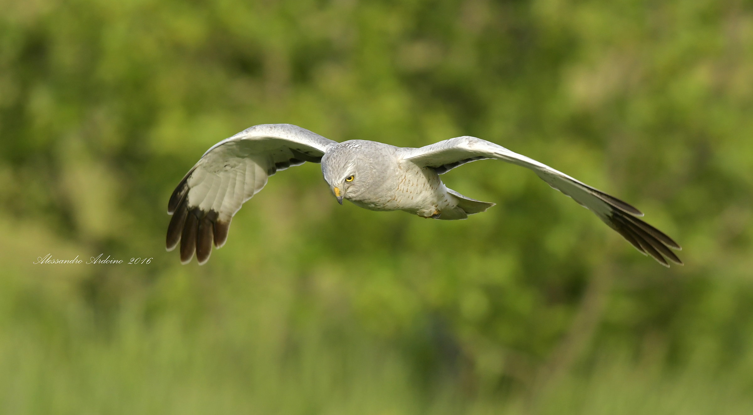 Incontro Super Ravvicinato II