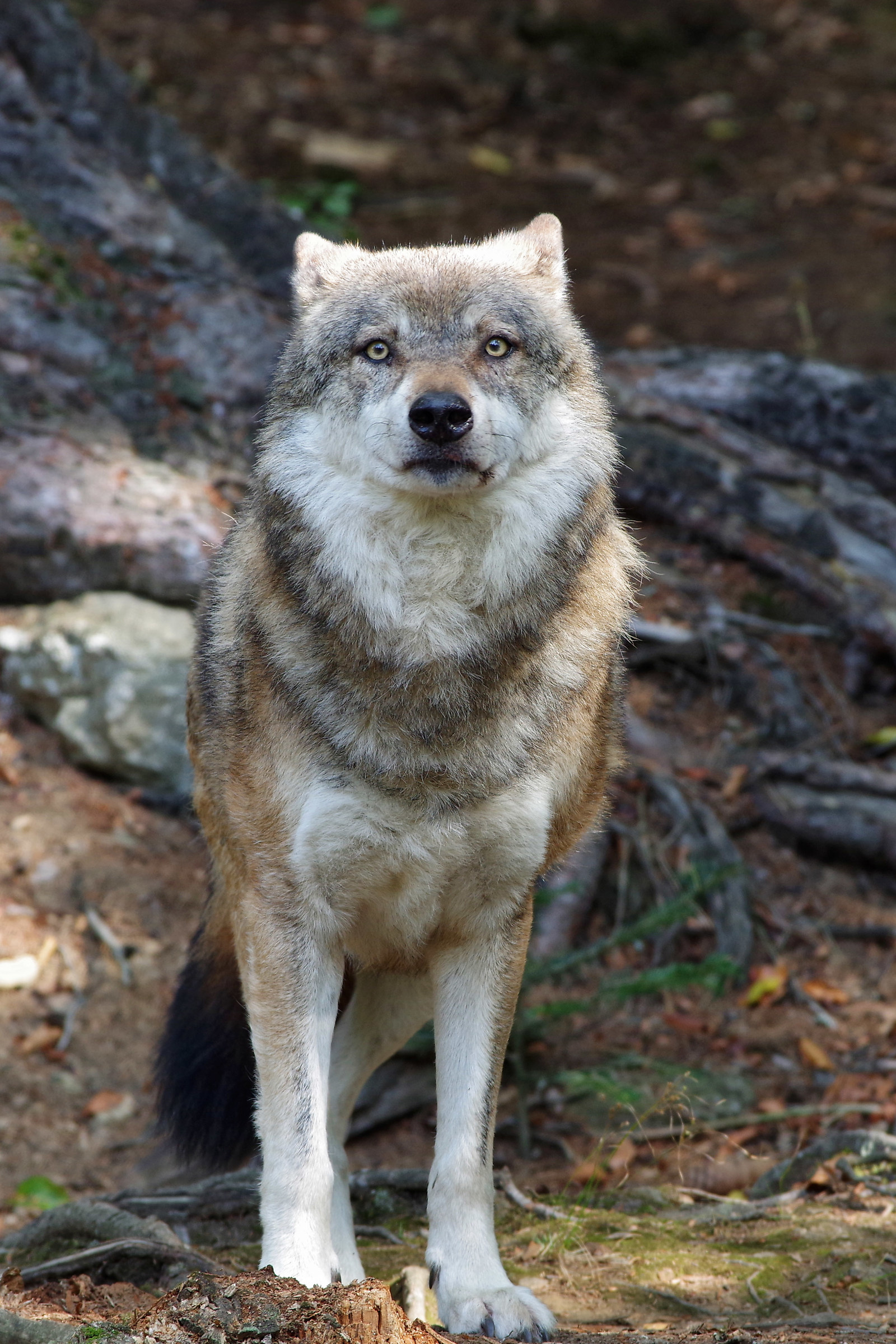 Lupo in cattività al Bayerischer Wald II