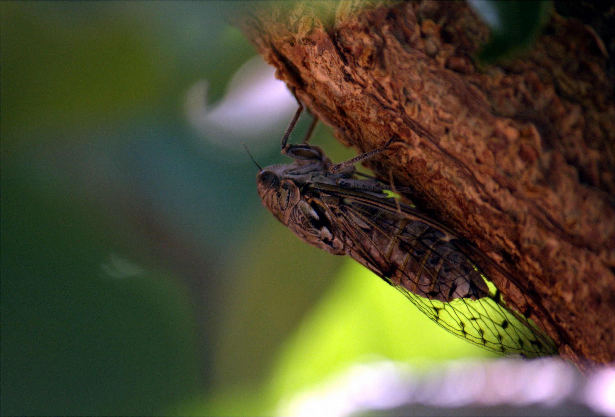 grasshoppers, crickets ...