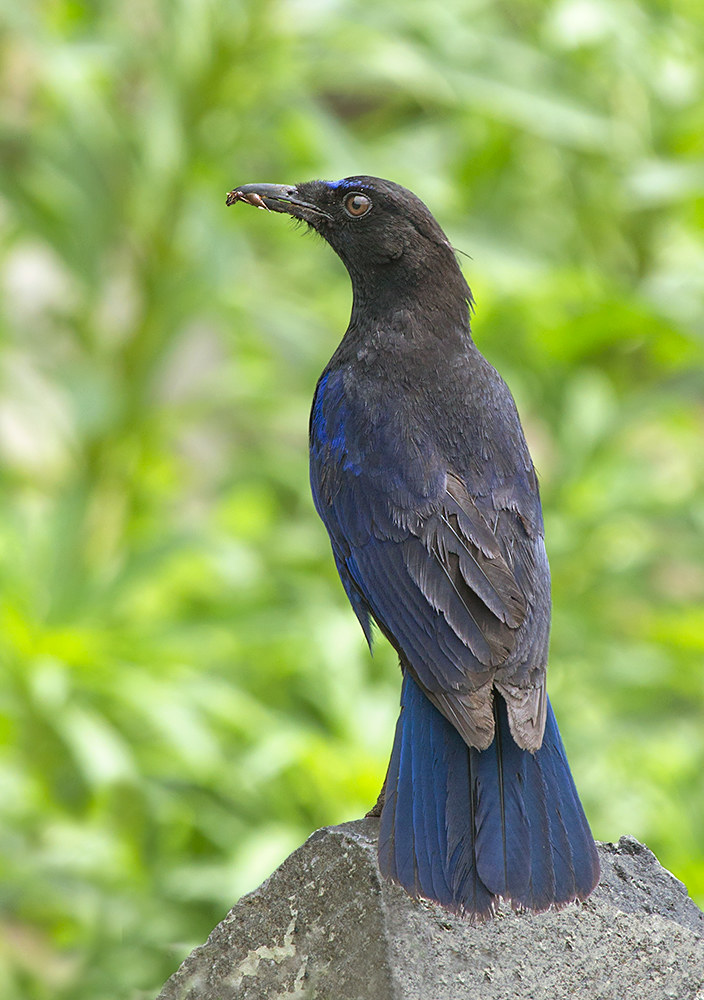 Malabar Whistling Thrush.
