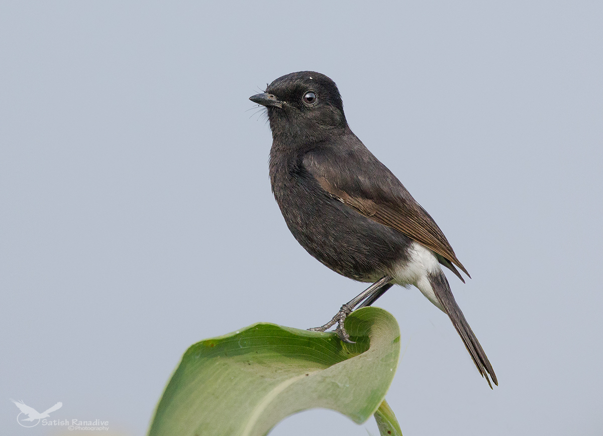Pied Bushchat....male.