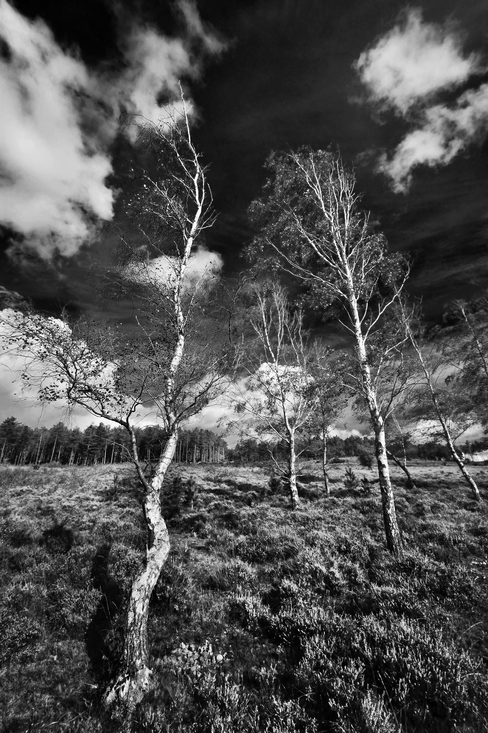 Betulle, Autunno, New Forest
