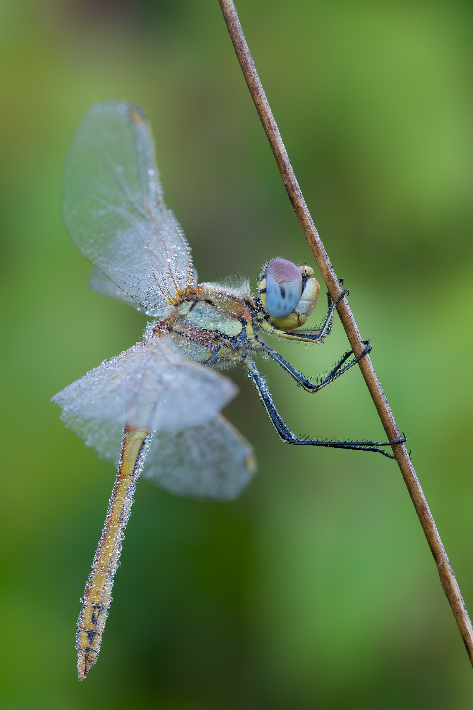 Sympetrum fonscolombii female