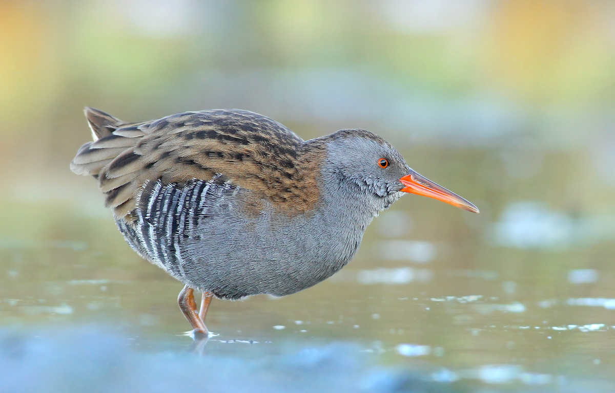 Water Rail