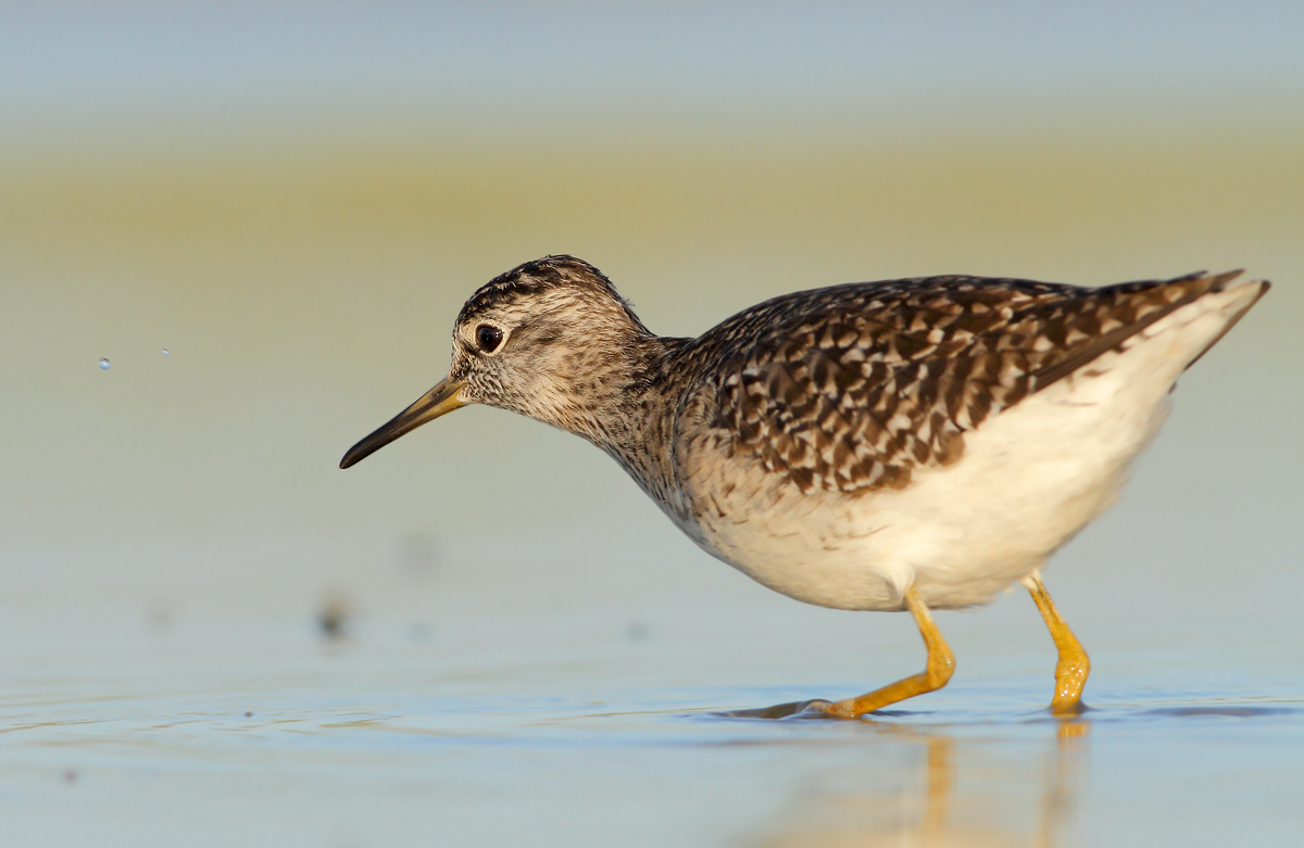 Wood Sandpiper