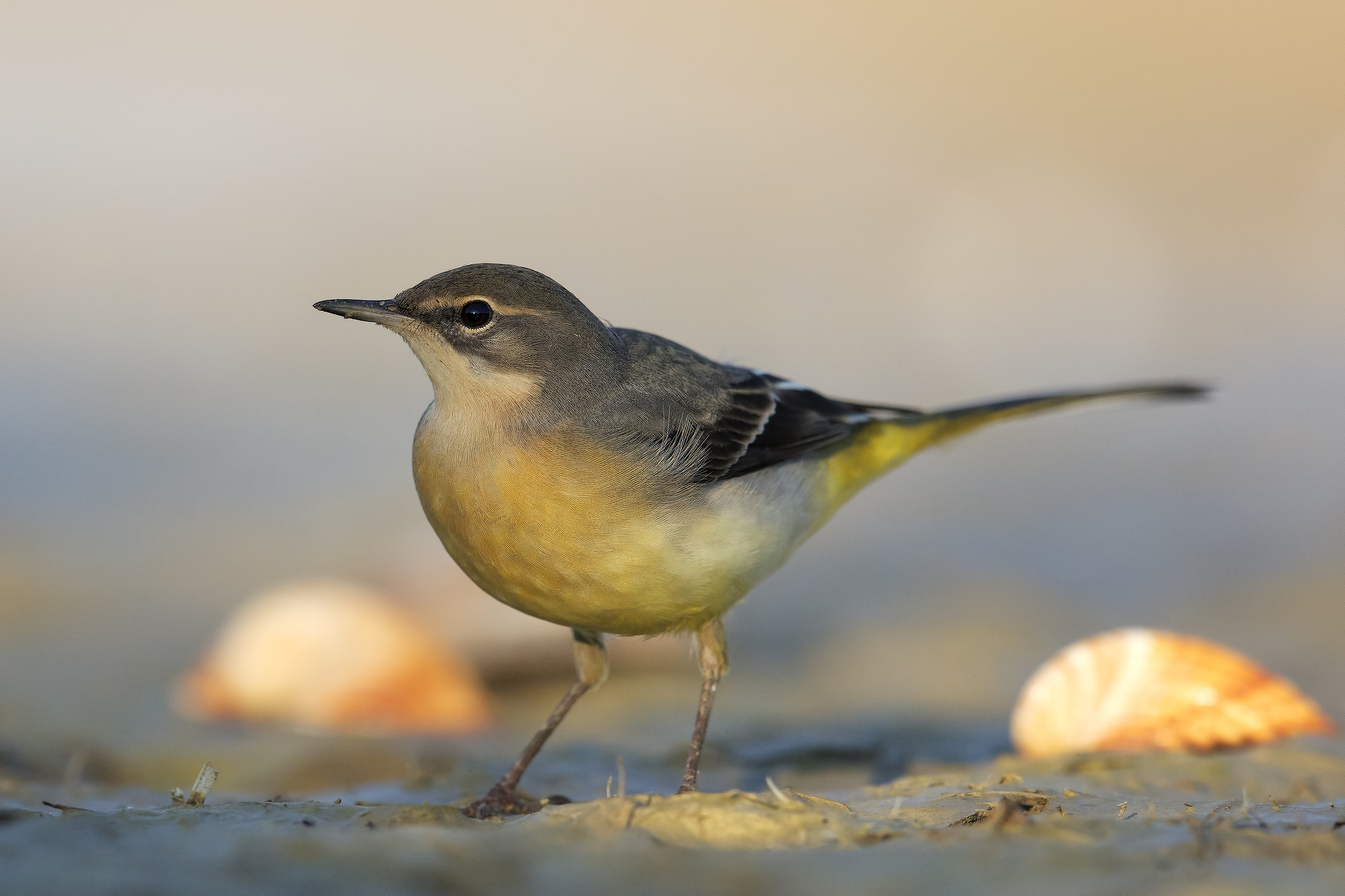 Yellow Wagtail