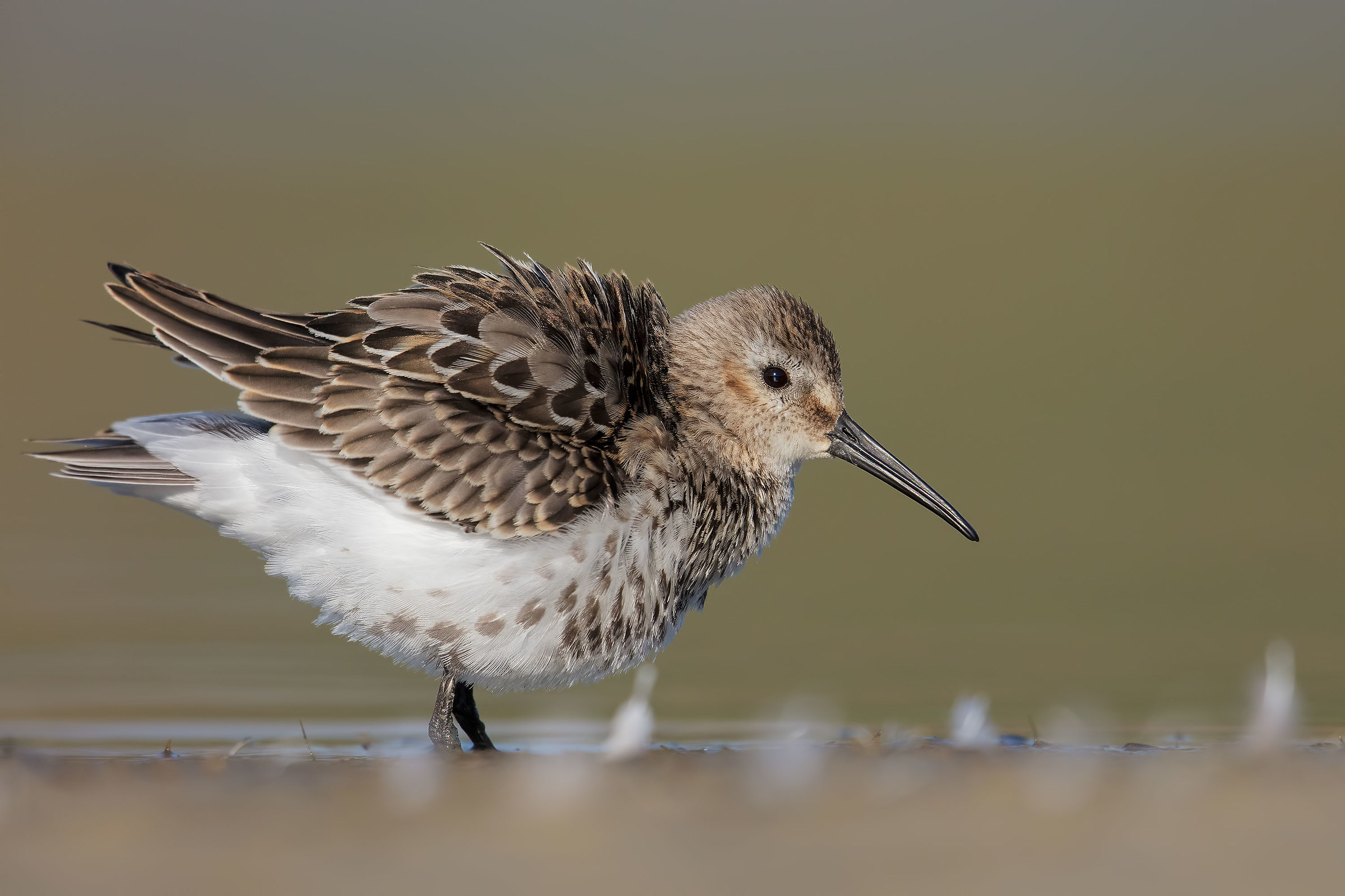 Piovanello Pancianera