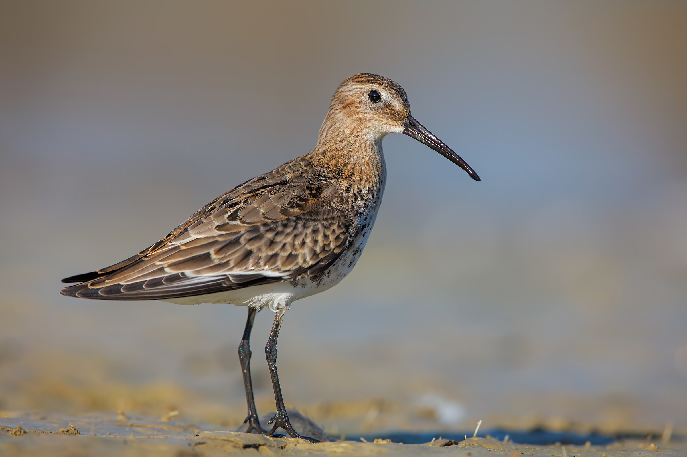 Piovanello pancianera ( 5000 px )