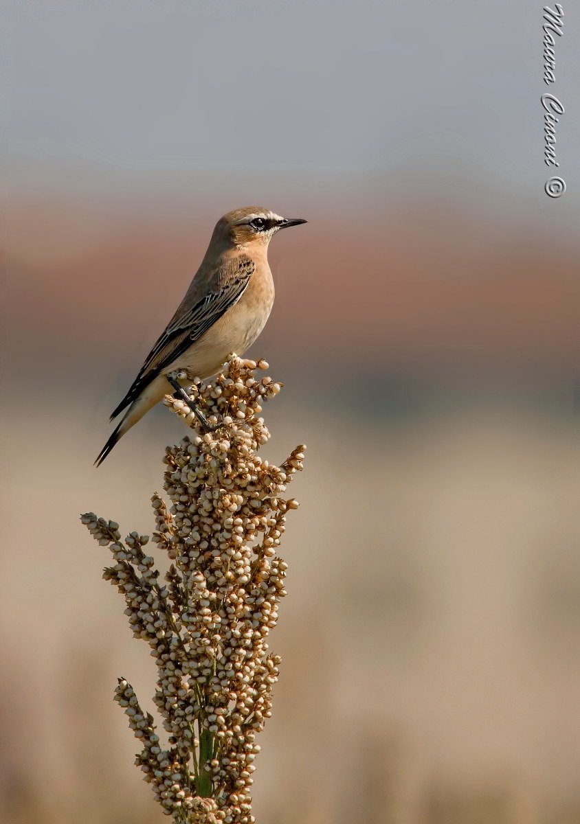 Wheatear on Sorghum ear