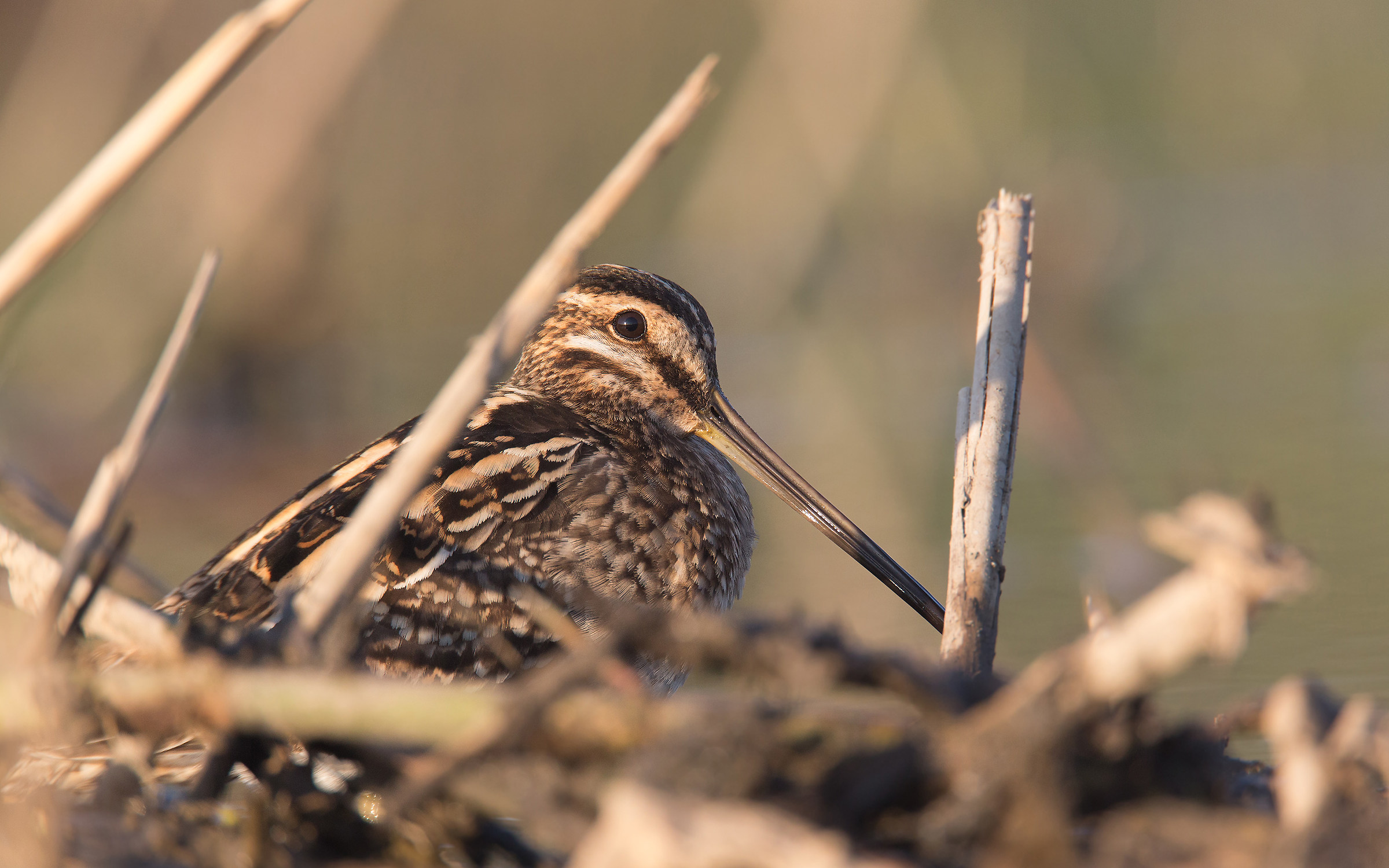 Snipe perfectly camouflaged.