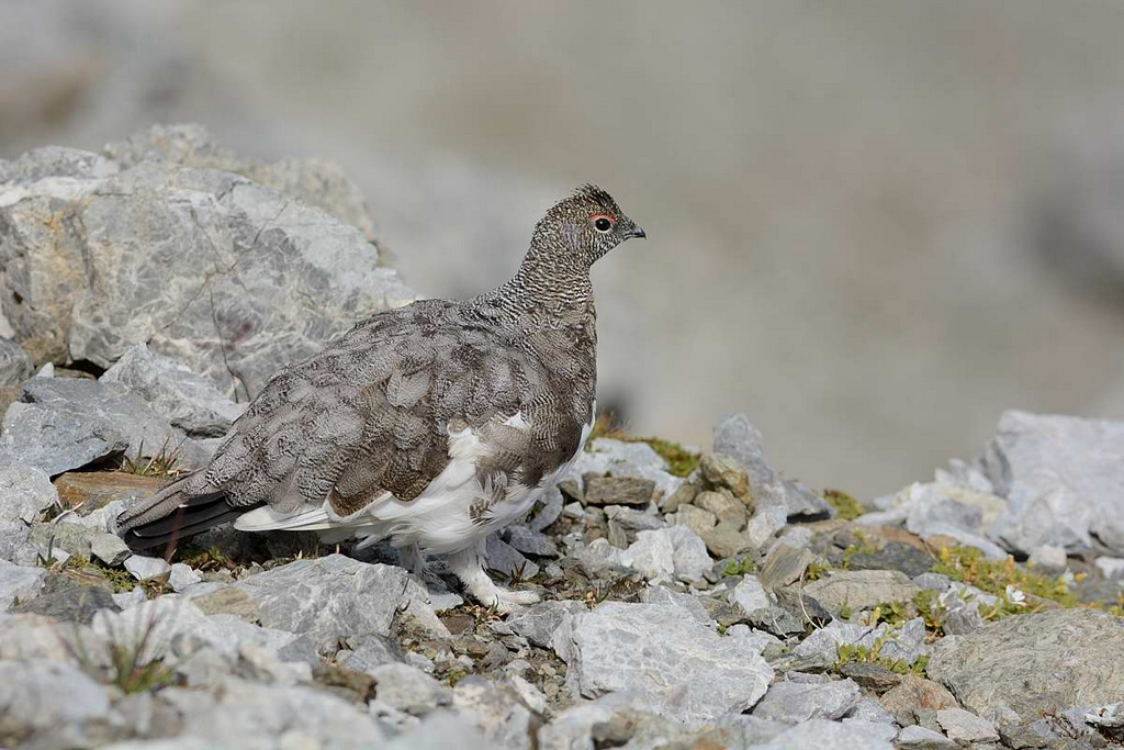 ptarmigan