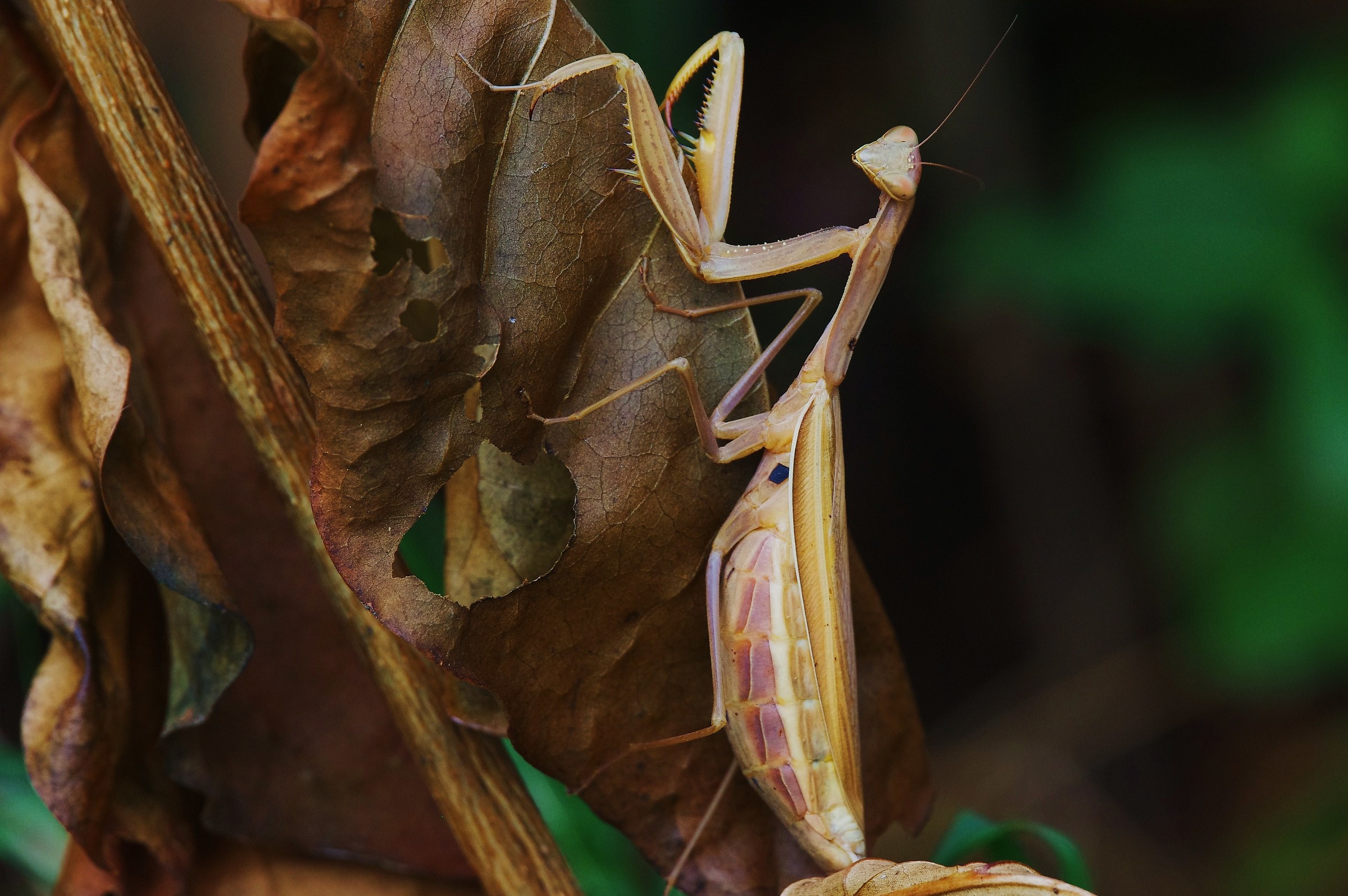 Mantis autumn