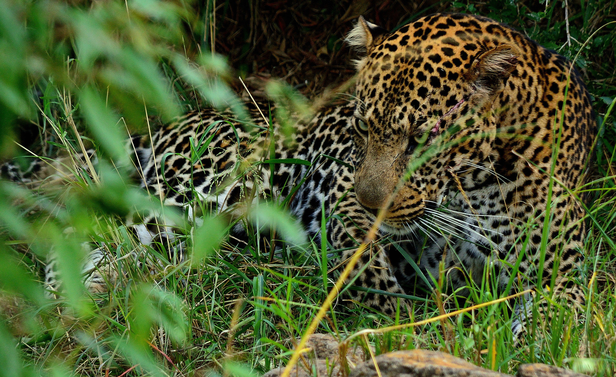 What are you looking?