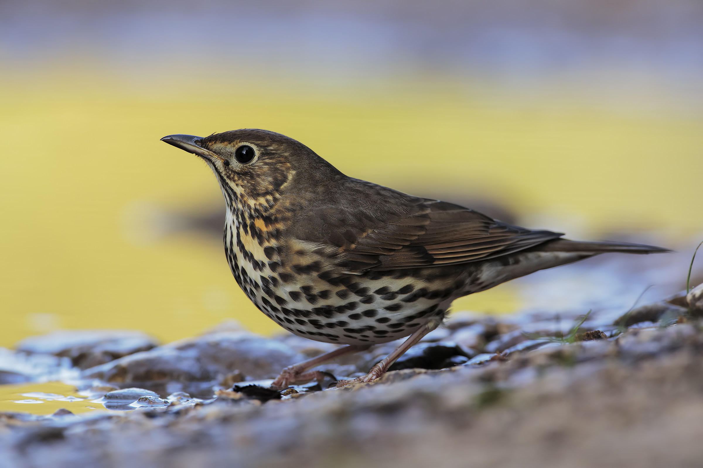 Song Thrush at first light
