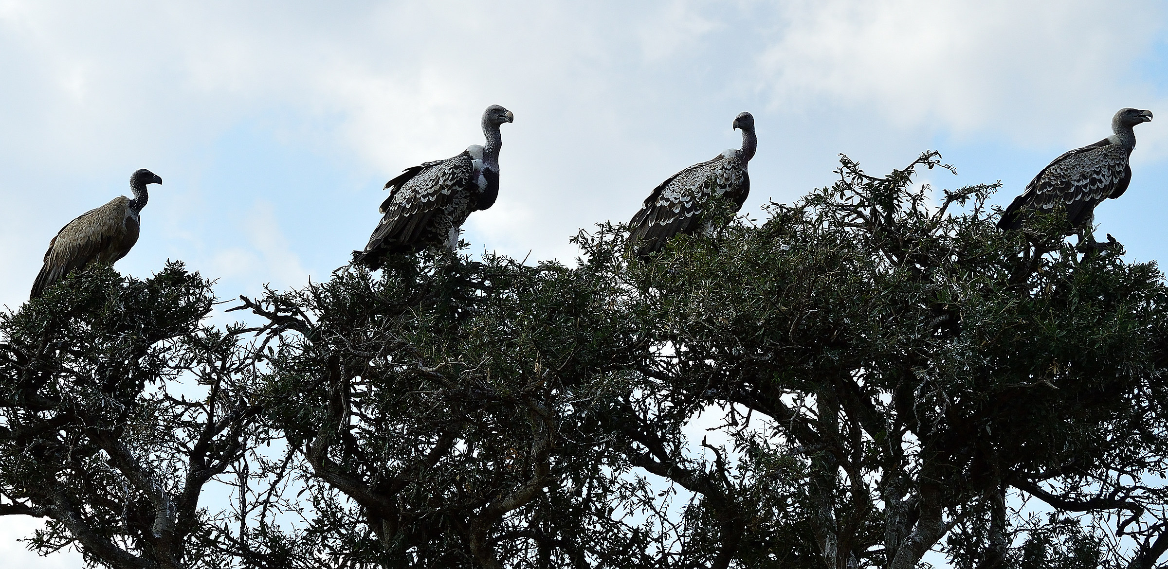 Waiting ...... Macabre