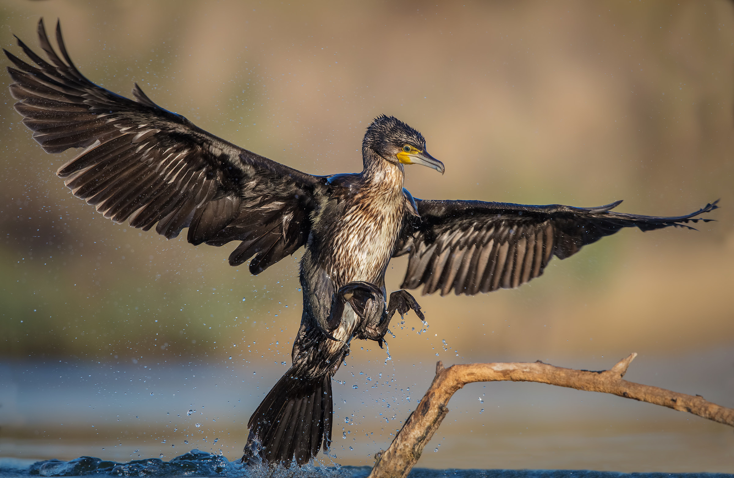 Cormorano