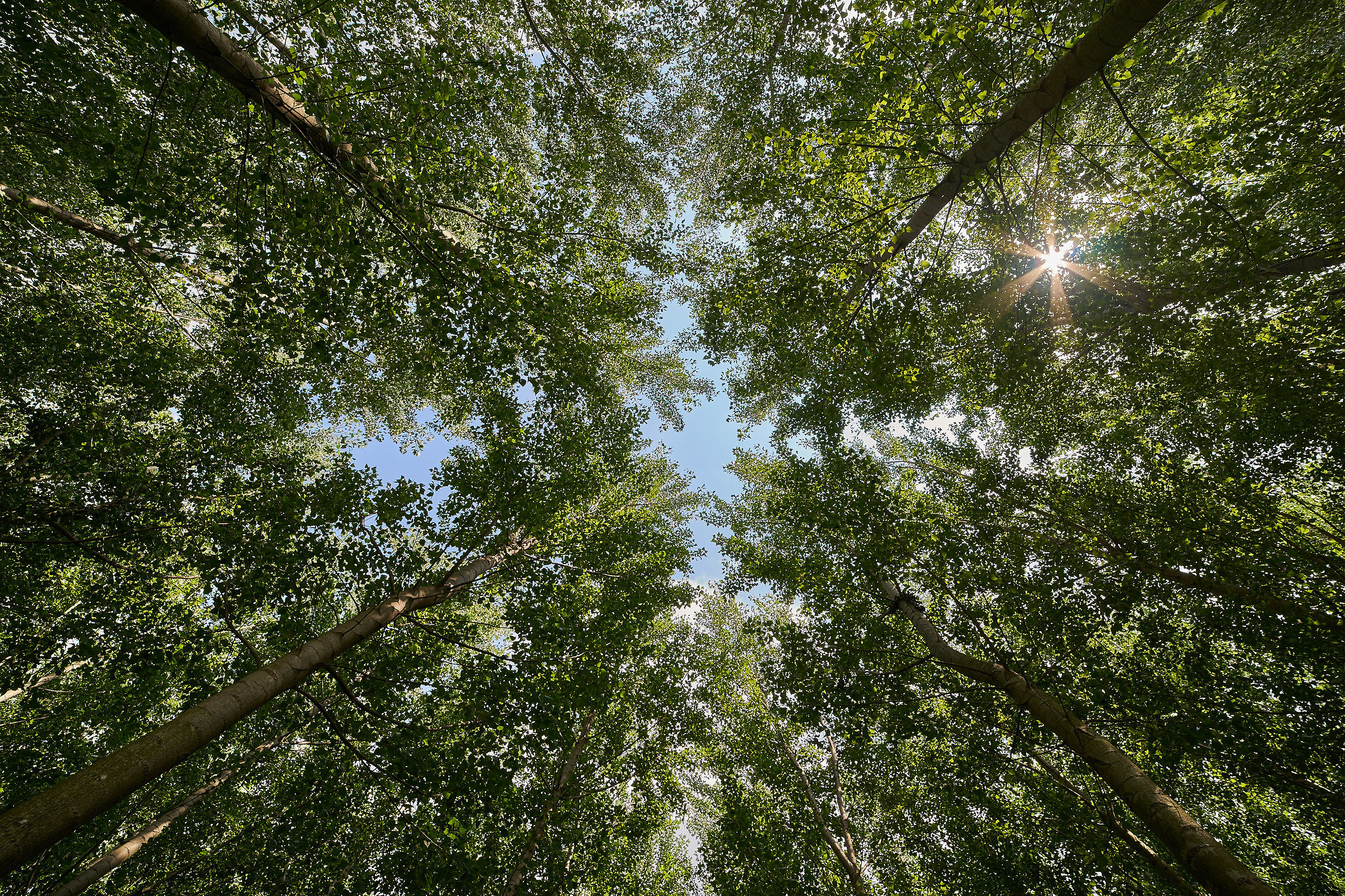 under the poplar grove